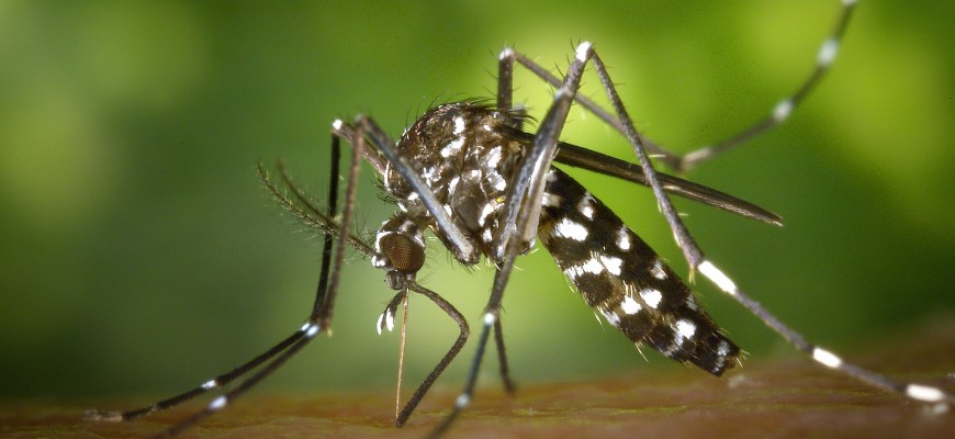 Aedes aegypti