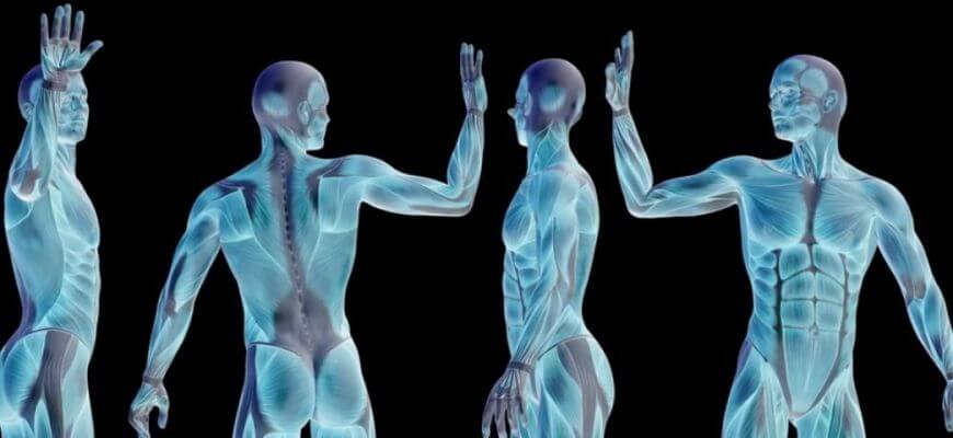 mitos sobre o corpo humano
