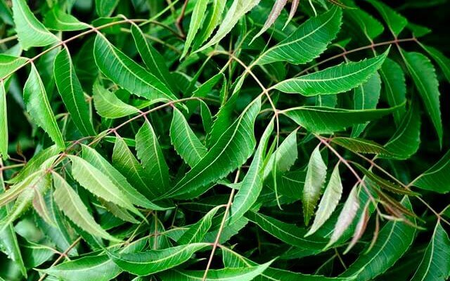 Chá de Neem: 5 benefícios potentes - Valor de planos de saúde