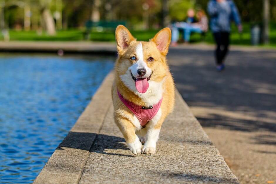 plano de saúde para cachorro