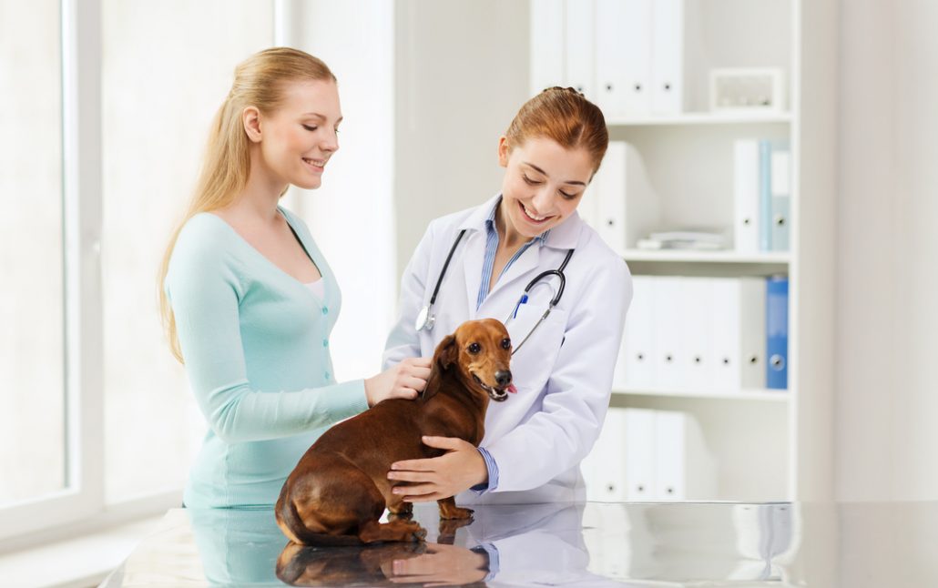 Plano de Saúde para Pets
